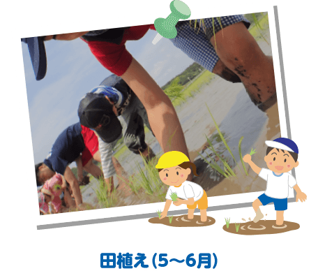 田植え（5〜6月）