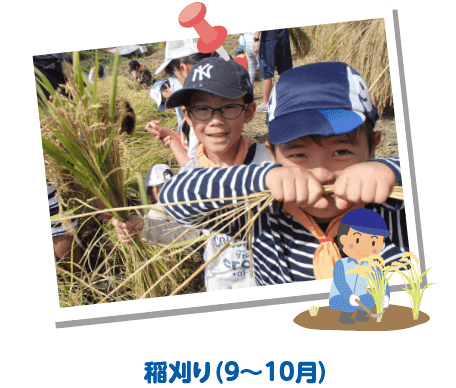 稲刈り（9〜10月）